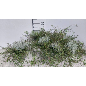 LEUCOPH BROWNII