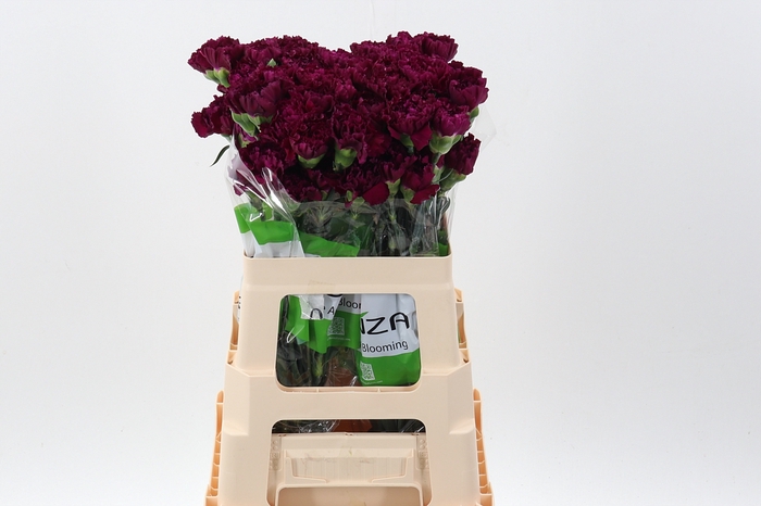 <h4>Di St Golem Purple 60cm</h4>