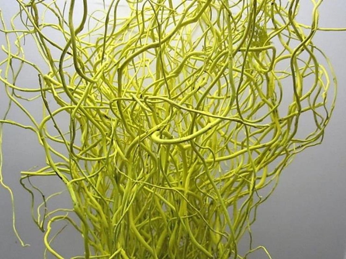 Salix Kronkelwilg Geel