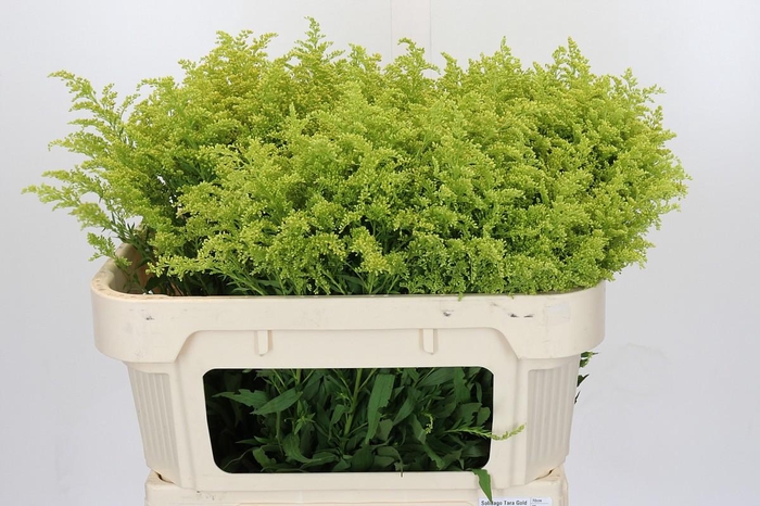 <h4>Solidago Tara Gold</h4>