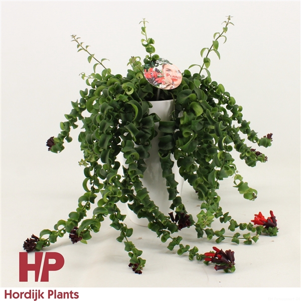 <h4>Aeschynanthus krul Keramiek wit</h4>