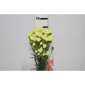 CRAVO SPRAY GUERNSEYELLOW 060 CM