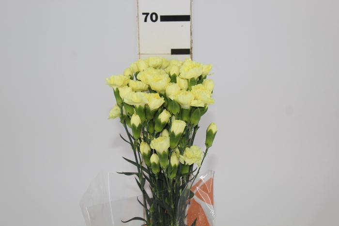 <h4>CRAVO SPRAY GUERNSEYELLOW 060 CM</h4>