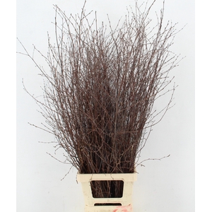 BETULA BS