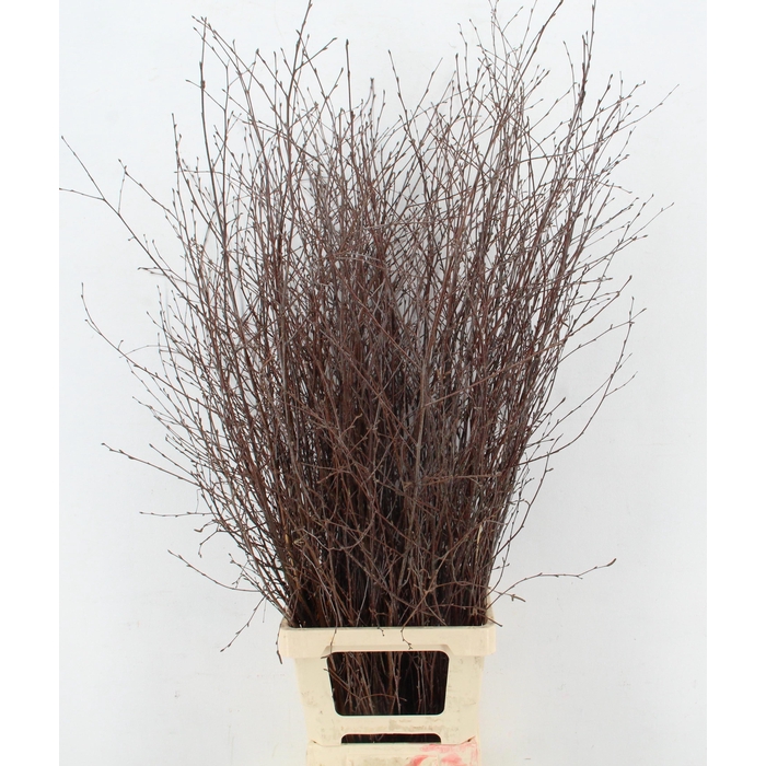 <h4>Betula Bs</h4>