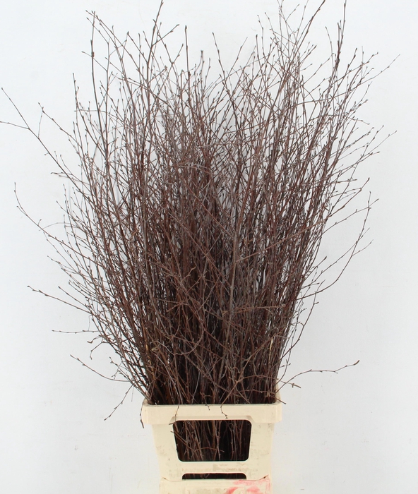 <h4>BETULA BS</h4>