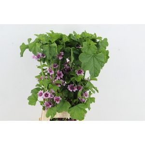 MALVA ZEBRINA