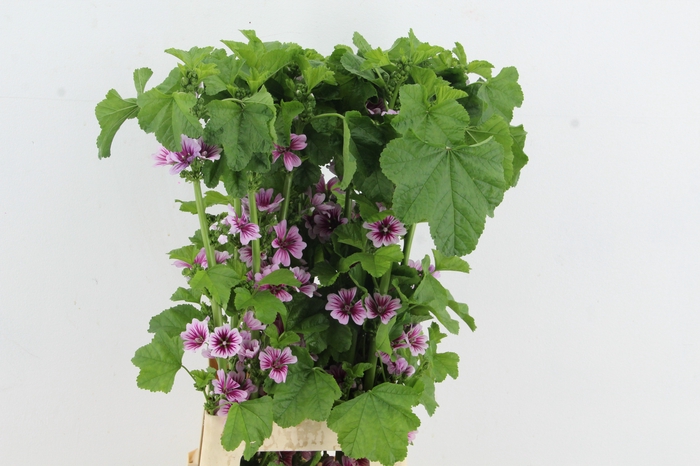 <h4>MALVA ZEBRINA</h4>