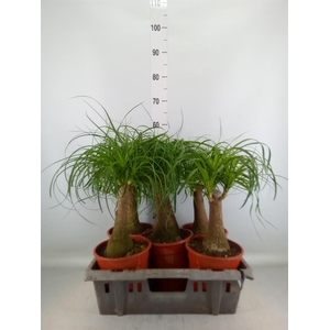 Beaucarnea recurvata