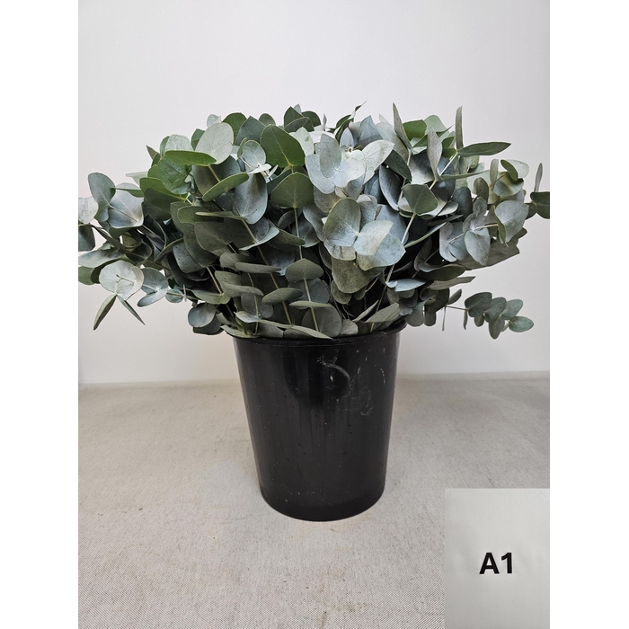 <h4>EUC CINEREA PER STEEL -IT-</h4>