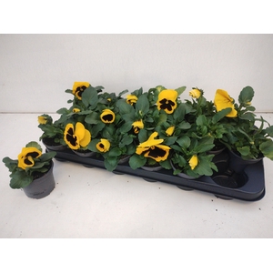 VIO WI DEL YEL+BLOTC