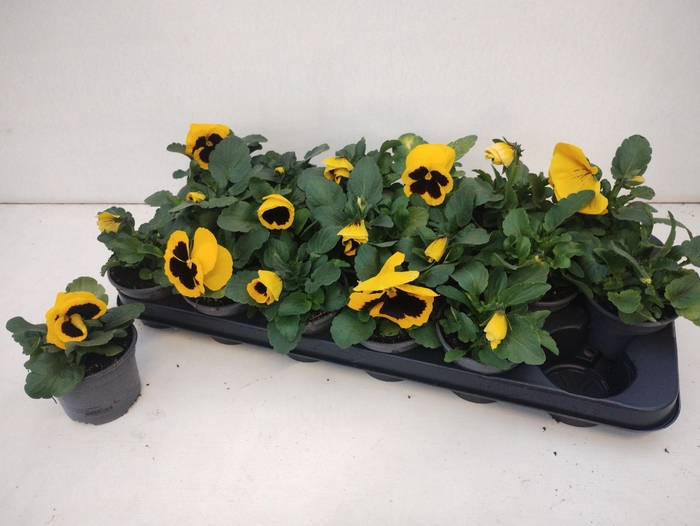 <h4>VIO WI DEL YEL+BLOTC</h4>