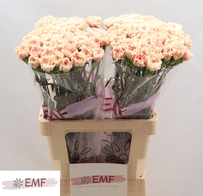 <h4>DI ST APPLE TEA</h4>