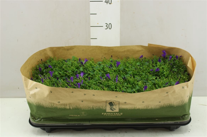 <h4>Campanula Port Ocean Blue</h4>