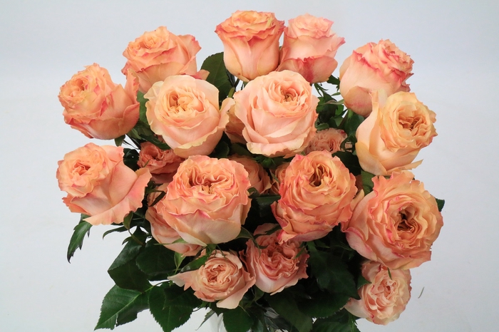 <h4>Rosa Ec Garden Princess Crown</h4>