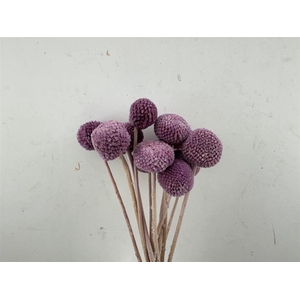 Pres Craspedia Giant 10pcs Milka Bunch