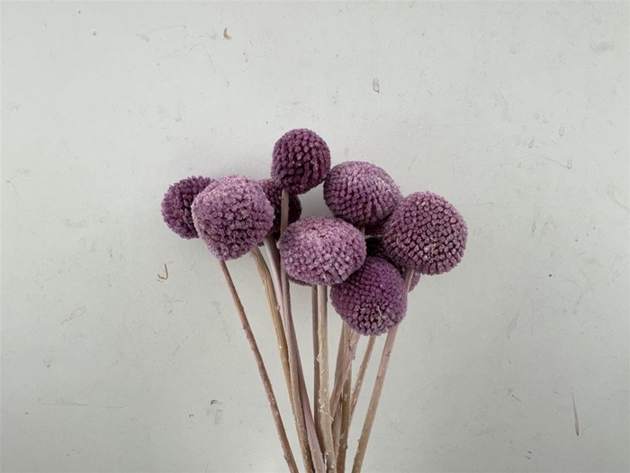 <h4>Pres Craspedia Giant 10pcs Milka Bunch</h4>