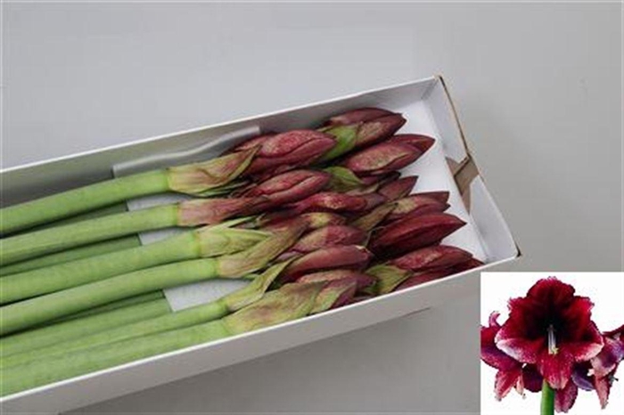 <h4>Hipp Ga Daphne</h4>