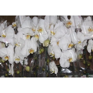 PHALAENOPSIS CASCATA P15 BRANCO 2 HT