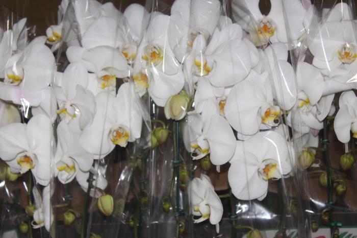 <h4>PHALAENOPSIS CASCATA P15 BRANCO 2 HT</h4>