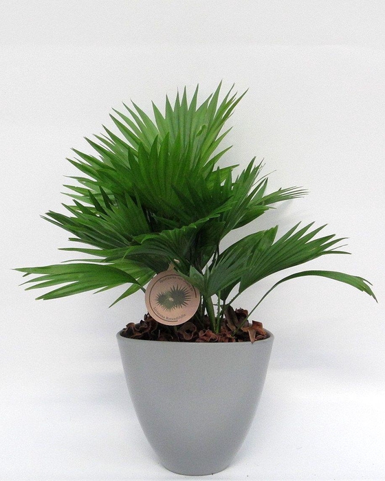 <h4>Livistona rotundifolia in avani pot</h4>