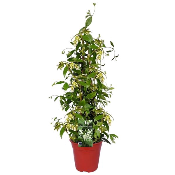 <h4>Trachelospermum jasminoides</h4>