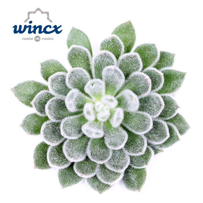 Echeveria Green Velvet Cutflower Wincx-12cm