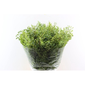Euca Parvifolia 300gr P Bunch