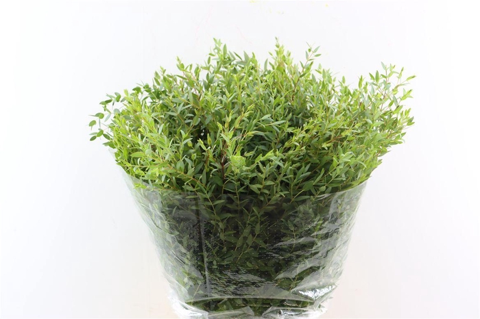 <h4>Euca Parvifolia 300gr P Bunch</h4>