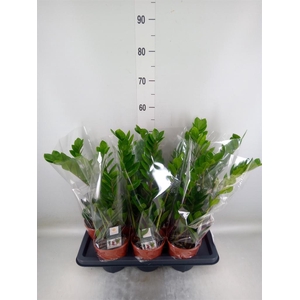 Zamioculcas zamiifolia