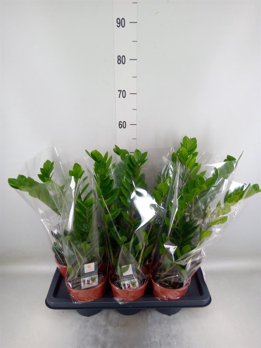 <h4>Zamioculcas zamiifolia</h4>