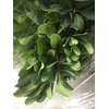 PITTOSPORUM RALPHY GRAIN 200 GR