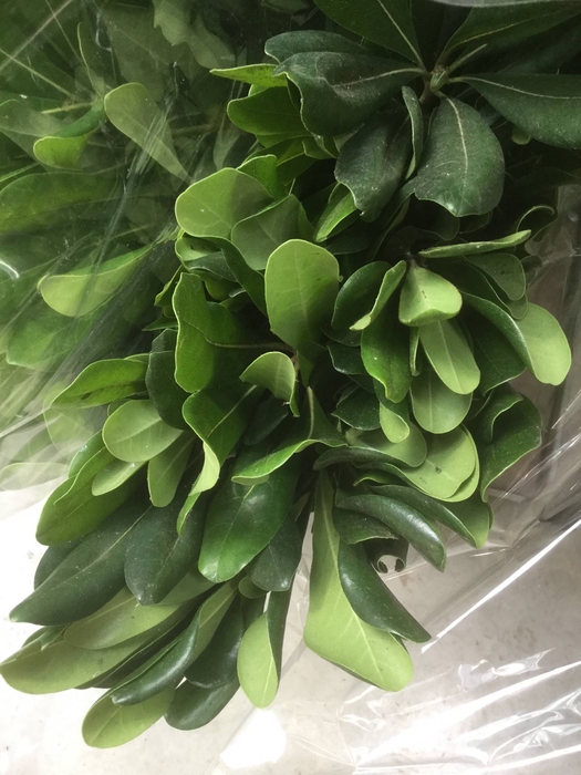 PITTOSPORUM RALPHY GRAIN 200 GR