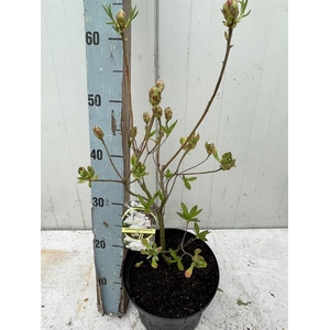 Rhododendron Knaphill-Exbury Persil 23Ø 50cm
