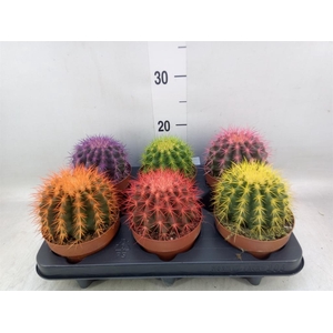 Echinocactus grusonii