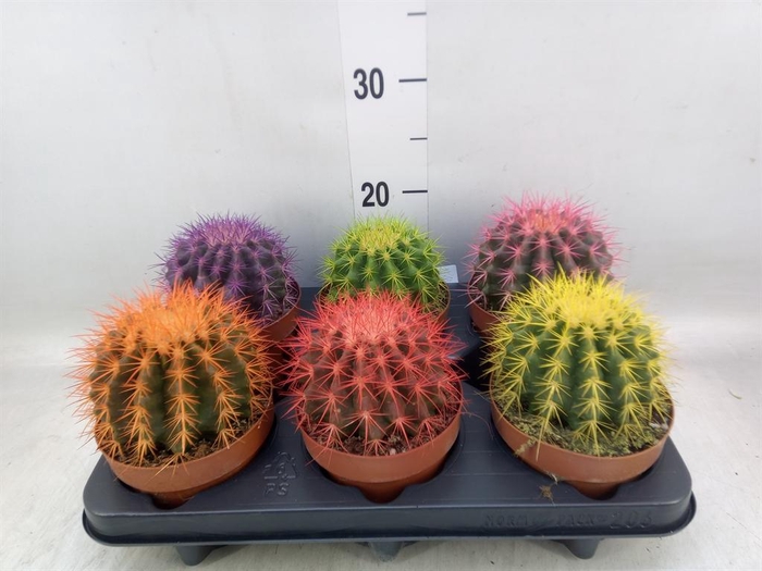 <h4>Echinocactus grusonii</h4>