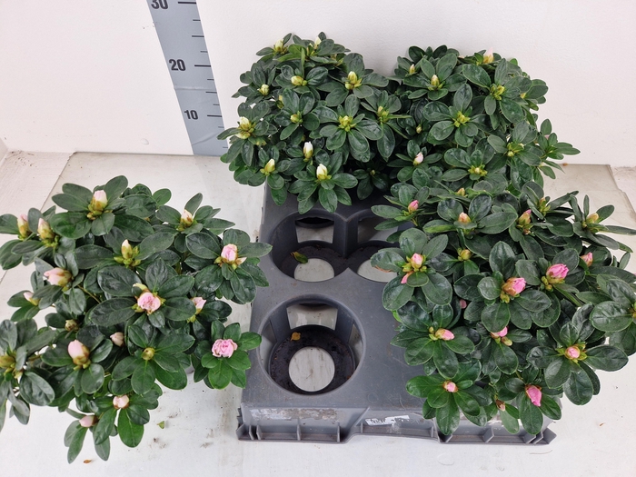 <h4>RHODO SI GEM</h4>