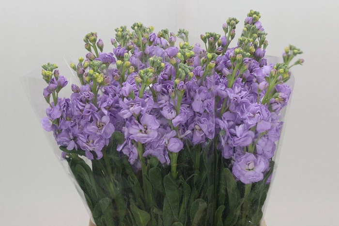 <h4>MATTH IRON MARINE</h4>