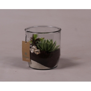 Glazen pot Dirk met Succulenten D15 H32