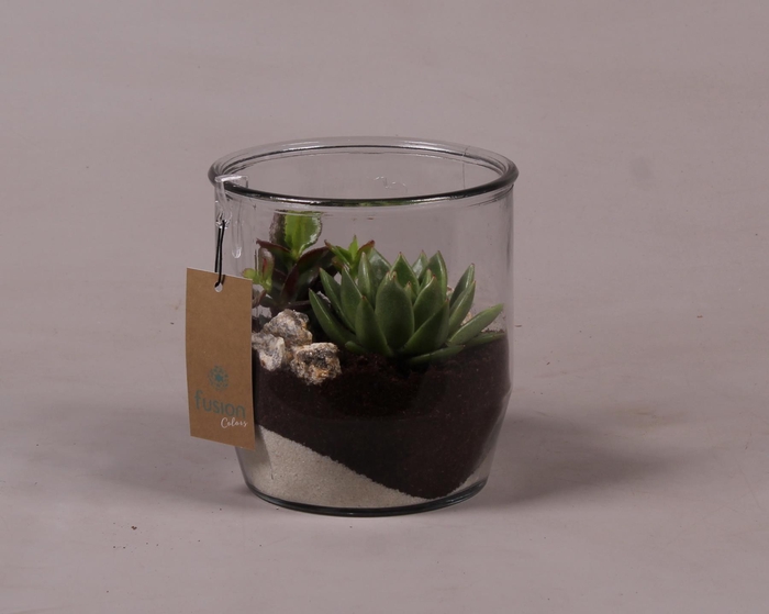 <h4>Glazen pot Dirk met Succulenten D15 H32</h4>