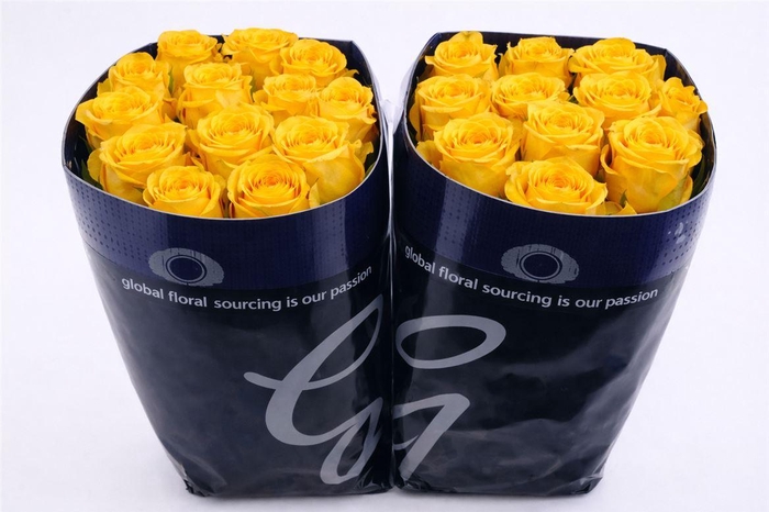 <h4>R Gr Bikini!</h4>