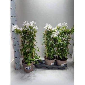 PLUMBAGO AURICULATA