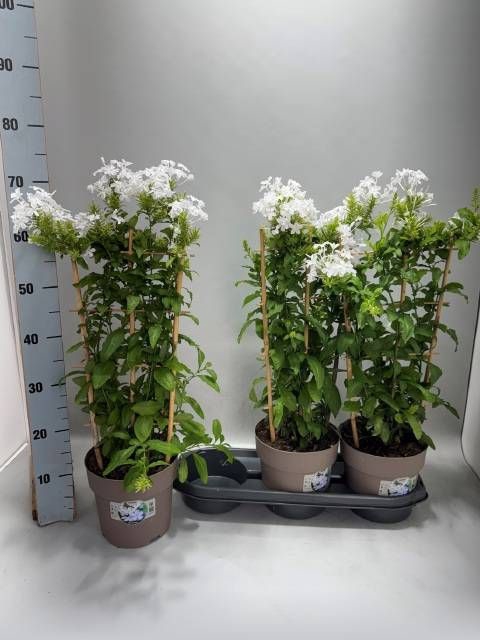 <h4>PLUMBAGO AURICULATA</h4>