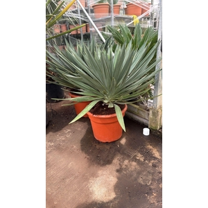 YUCCA GLORIOSA