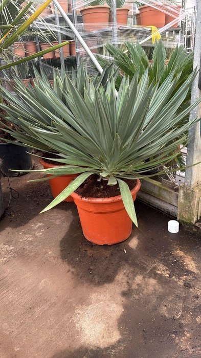 <h4>YUCCA GLORIOSA</h4>