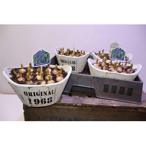 arr8 Arr Muscari In Houten Hengsel Bakje