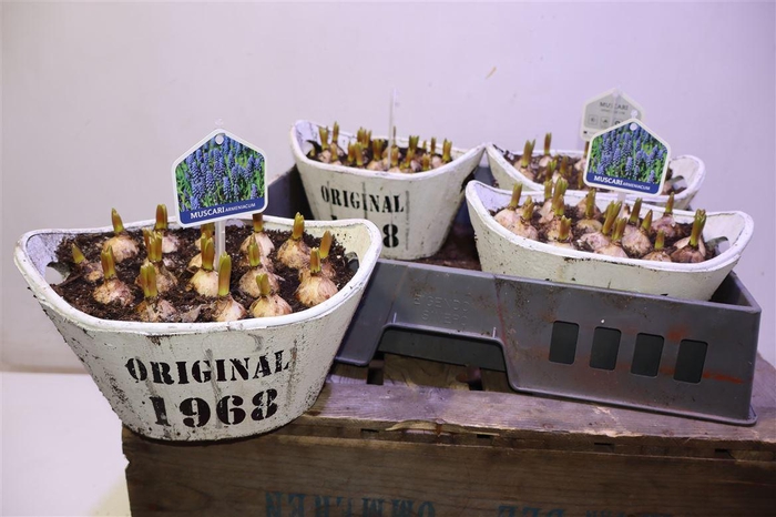 <h4>arr8 Arr Muscari In Houten Hengsel Bakje</h4>