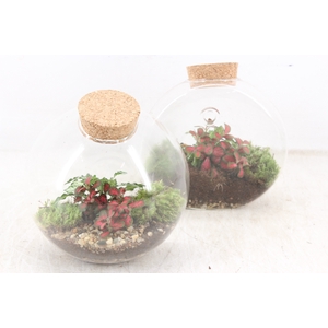 arr3 WR - Terrarium Juno hanger x4