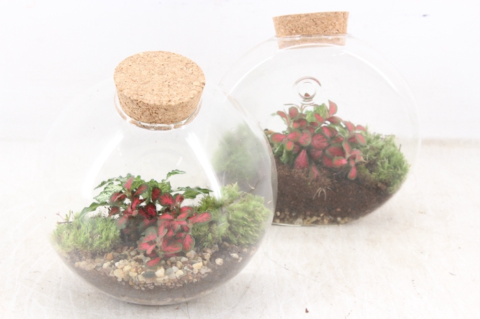 <h4>arr3 WR - Terrarium Juno hanger x4</h4>