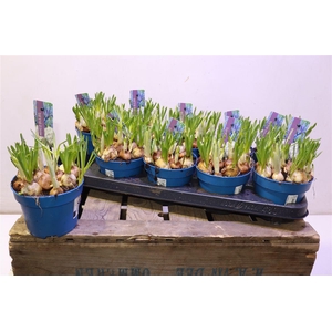 Bolbloemen Gem In Pot